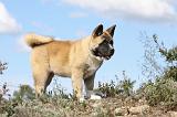 AKITA AMERICAIN 291